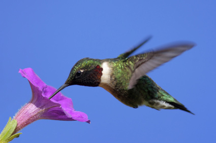 Green hummingbird with purple flower