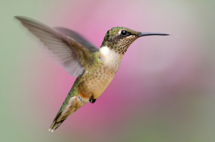 Hummingbird