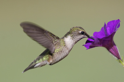 Hummingbird with purple flower